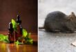 चूहे भगाने का जापानी तरीका, घर के आसपास भी नहीं फटकेगा Mouse