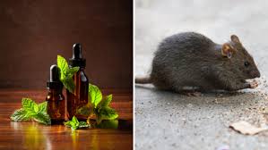 चूहे भगाने का जापानी तरीका, घर के आसपास भी नहीं फटकेगा Mouse