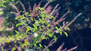 तुलसी का पौधा सूख जाए तो कौनसा नमक डालना चाहिए? यूनिक फार्मिंग से मिला दोबारा हरा-भरा बनाने का आसान तरीका