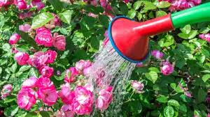 गर्मियों में पौधों को सूखने से कैसे बचाएं? माली ने बताए आसान तरीके, फ्री में हरा-भरा रहेगा बगीचा, मत देना महंगी खाद